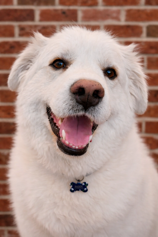 Buddy's Headshot