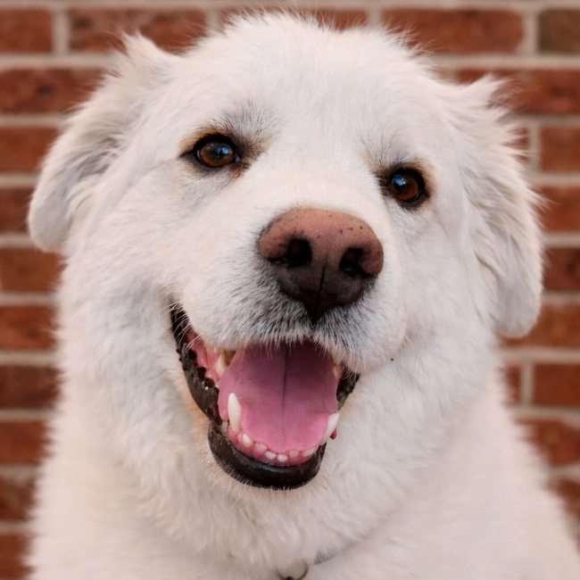 Buddy's Headshot
